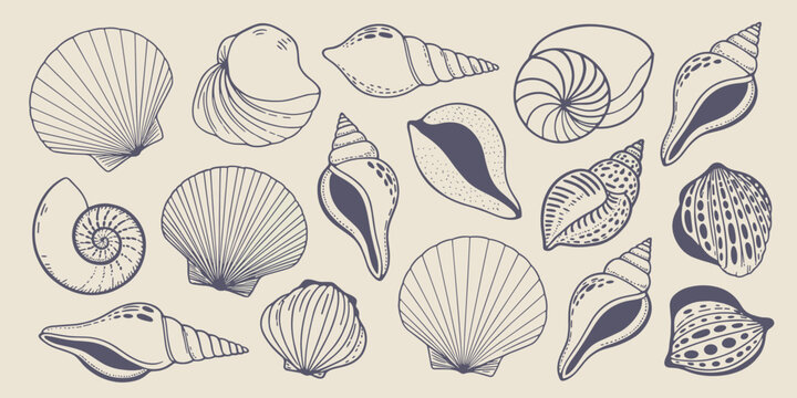 Assortment of Seashells in Sketch Style ocean beach