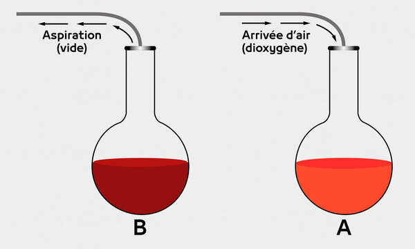 Comparison of Oxygenated and Deoxygenated Blood in Test Tubes