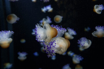 jellyfish in an aquarium © รัศมี เทียมไธสง