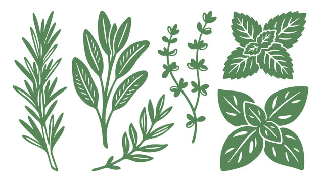 Herbs and leaves illustration set, rosemary, thyme, basil, oregano, sage, and bay leaf