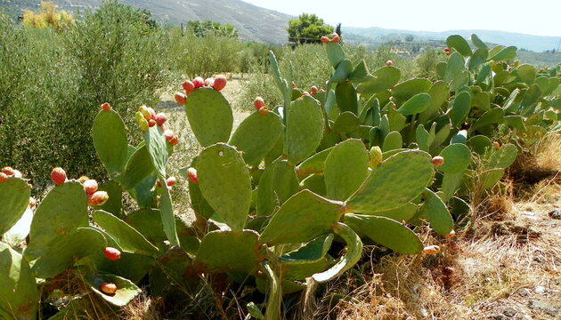 Greece, Crete, Heraklion, cactus thickets along the road