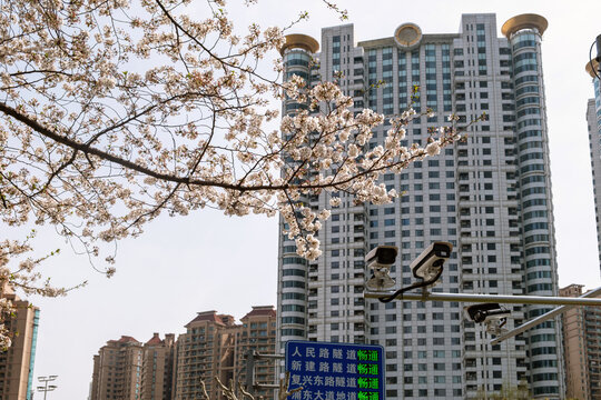 Cherry blossoms framing modern high rise apartment towers in a hazy Chinese city