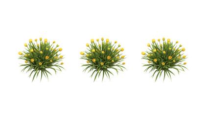 Obraz premium Three green plants with yellow buds on a black background