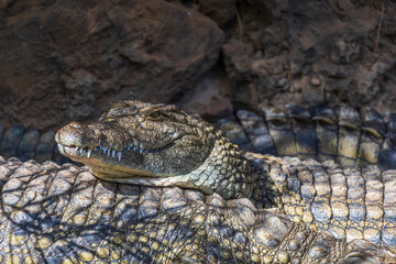 Fototapeta premium Close up of large crocodile head resting on another alligator skin in sun