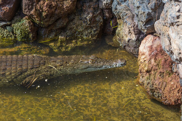 Obraz premium Crocodile swimming in murky pond water near rocky shore, predator wildlife concept