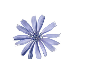 Obraz premium beautiful blue flower with transparent background