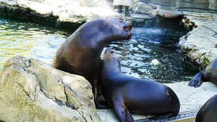 Fototapeta premium A sea lion mother defends her cubs from other animals. Vienna Zoo, Austria.