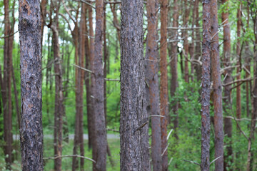 Fototapeta premium Close up of pine tree trunks in dense green forest with shallow depth of field natural woodland