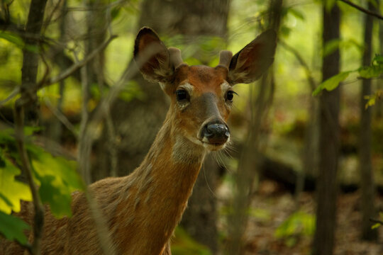 Curious White Tailed Button Buck Male Deer in Spring