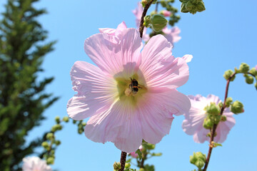 the bee collects nectar © sosnytskyi