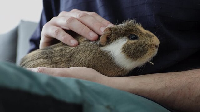 A man is petting, stroking a guinea pig which has dental disease, an overgrown tooth root piercing through the lower jaw