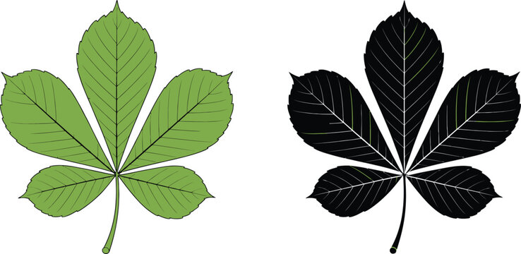 Horse chestnut buckeye leaf vector silhouette and color vector design representing botanical plant foliage nature and seasonal tree leaf concept.