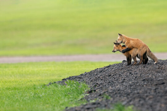 Two wild red fox kits playing pause to look at the rest of the family