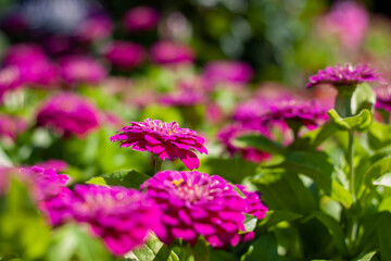 Obraz premium Massif de zinnias roses magenta dans un jardin estival