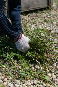 Vertical close up of man pulling grass from soil