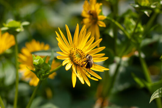 Bourdon butinant une fleur jaune type silphium