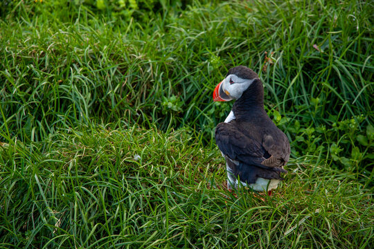 Macareux moine dans l'herbe verte, Islande