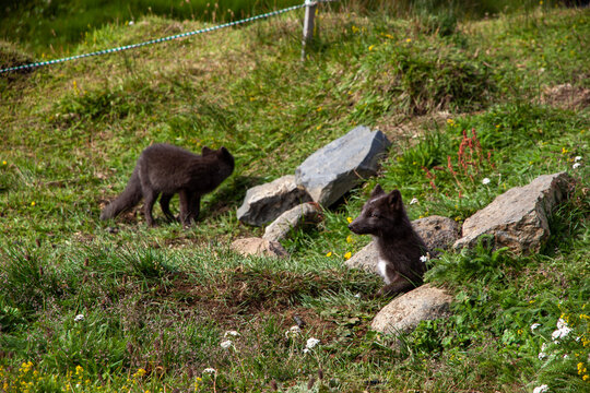 Jeunes renards polaires islandais dans la nature