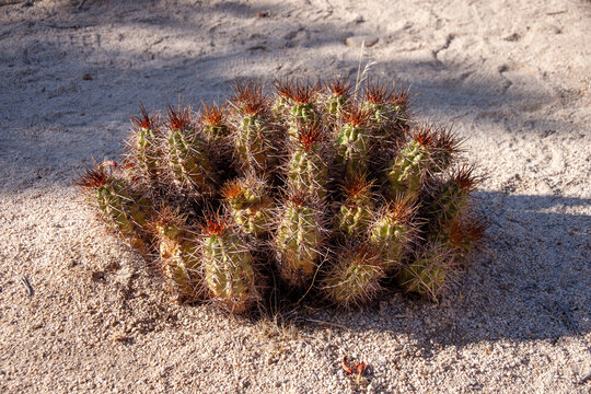 Cactus oursin (mound cactus) dans le sable, Joshua Tree