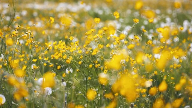 Yellow buttercup flowers on a meadow moving in a gentle breeze in spring or summer, slow motion 
