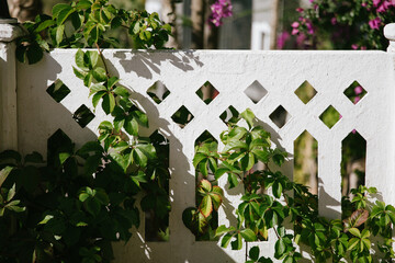 Fototapeta premium Green ivy vines climb a white decorative garden fence in the sunlight. Natural texture, botanical background, outdoor architecture, springtime season.