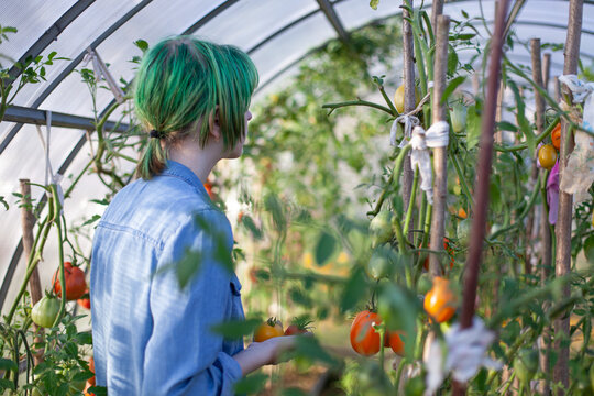 Young with dyed green hair wearing denim shirt inspecting and picking fresh tomatoes in greenhouse. Organic gardening, farming and connection with nature. Sustainable farming and youth lifestyle.
