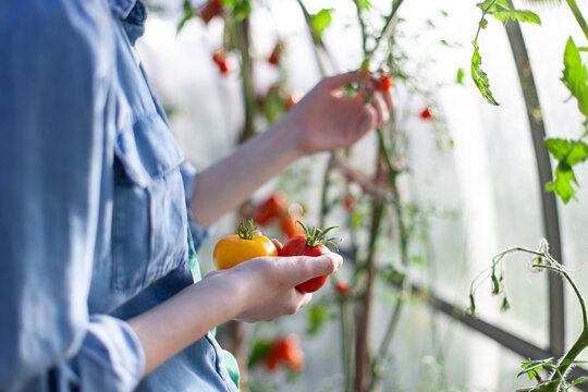Сlose-up side view of gardener holding two freshly picked tomatoes inside greenhouse. Sustainable Home gardening and fresh produce, self-sufficiency, organic nutrition.