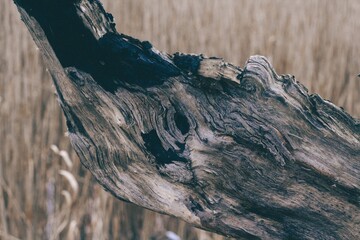 old tree trunk © Maria
