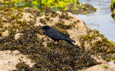 Obraz premium Hooded crow on coastal rocks with bright blue nictitating eyelid