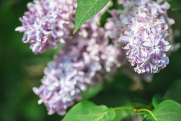 Fototapeta premium Lilac flowers showcasing delicate purple petals and green foliage, growing in a vibrant spring garden with soft bokeh, representing renewal, growth, and natural beauty