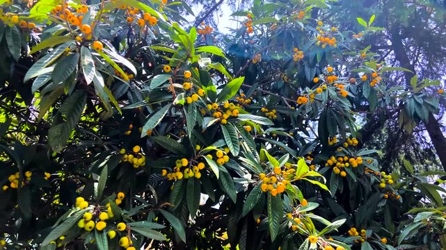 Ripe Yellow Loquat Fruits on Green Tree Branches