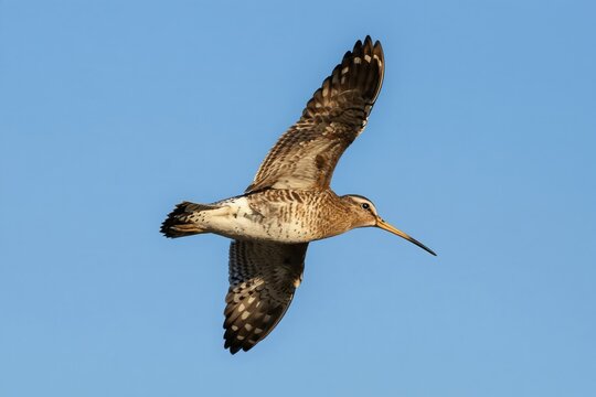 Common snipe bird in flight against clear blue sky. Bird shows detailed wing pattern and long beak. Wildlife photography captures avian species in motion.