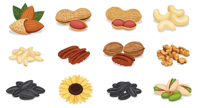 Various types of edible nuts and seeds including almonds, peanuts, walnuts, cashews, and sunflower seeds in a colorful collection.