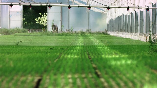 Worker Tending Green Seedlings in Greenhouse Nursery