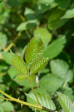 Green blackberry leaf with three leaflets growing on a prickly stem close up in summer - latin name - Rubus fruticosus
