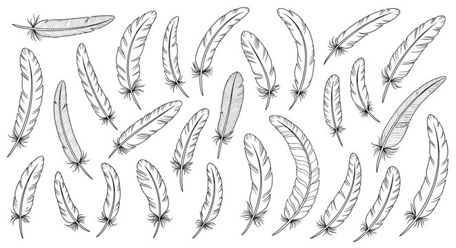 Assorted collection of bird feathers in various shapes and sizes drawn in a detailed black and white sketch style.