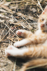 ぱやぱやの子猫 © nagi