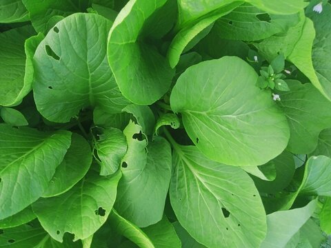 A patch of fresh green mustard greens with a natural texture; some leaves show holes from insect bites, creating a natural and lush look in the garden.