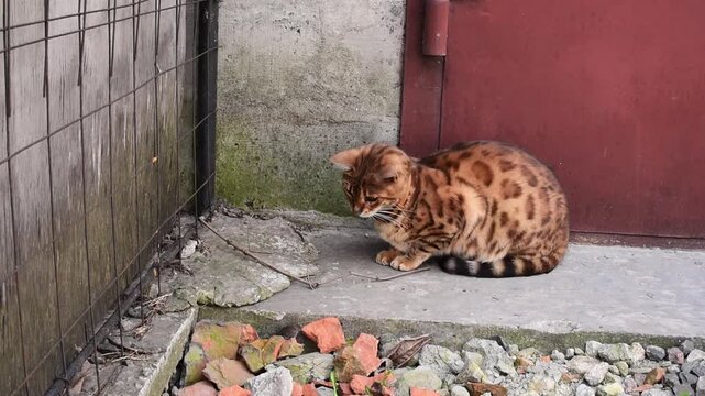 Bengal cat playing with a mouse outdoors in spring, cat hunting for  a mouse