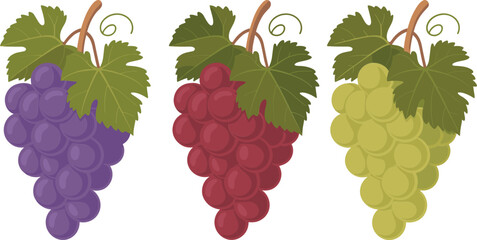 Three bunches of ripe grapes purple red and green on white background fresh fruit illustration