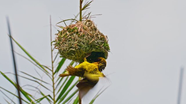 Yellow Baya Weaver bird hanging with nest