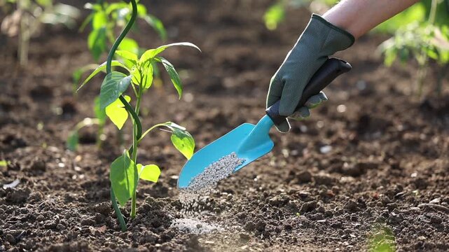 Gardener fertilizing vegetable seedling in soil using trowel. Hand with shovel adding granulated fertilizer to young pepper plant in garden