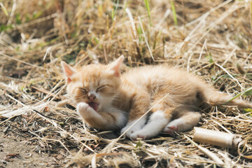 ぱやぱやの子猫 © nagi