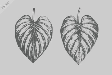 Retro Philodendron Leaf Botanical Vector Illustration with Vintage Engraved Tropical Foliage Artwork for T Shirt Print Seamless Pattern and Decorative Branding Design Collections © SAGOR