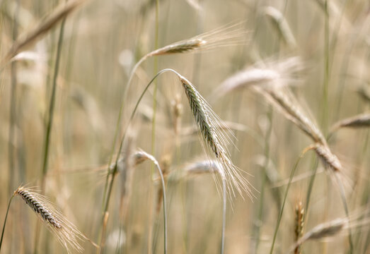 Close up of cereal plants in Arcen