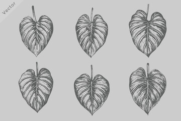 Vintage Philodendron Leaf Vector Illustration in Retro Engraved Style Featuring Hand Drawn Tropical Botanical Artwork for T Shirt Pattern Branding and Decorative Nature Design Projects © SAGOR