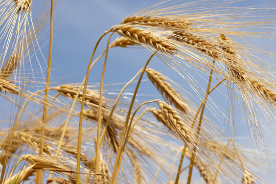 Golden Wheat Field Against Blue Sky in Arcen