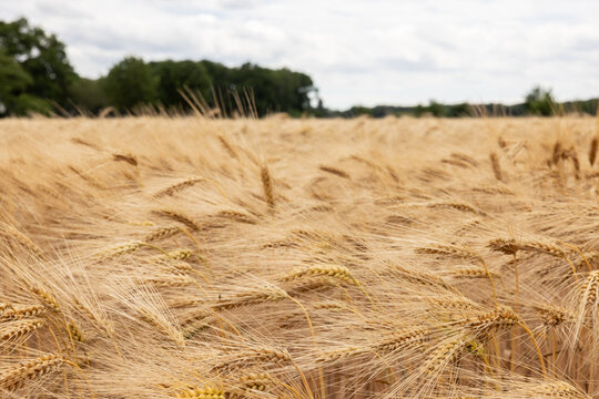 Golden wheat field in Arcen, Limburg, Netherlands
