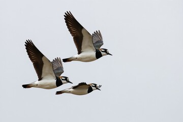 Obraz premium Three northern lapwings fly in formation against a pale sky. These distinct birds have black and white plumage and are commonly found in European agricultural areas and wetlands.