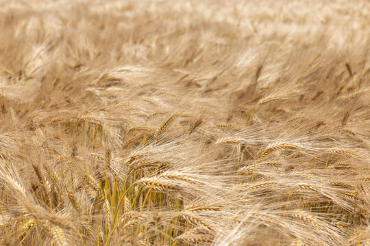 Golden grain field ready for harvest in Arcen